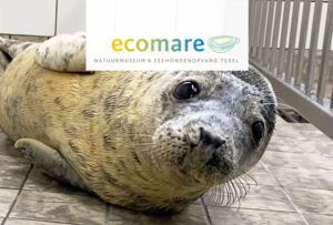 Onventis is always looking for opportunities to support the planet and recently we were also officially recognized as climate-neutral. But this doesn't mean we stop there. Not too long ago we have adopted a seal from Ecomare.